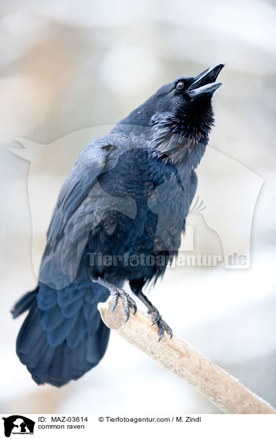 common raven / MAZ-03614