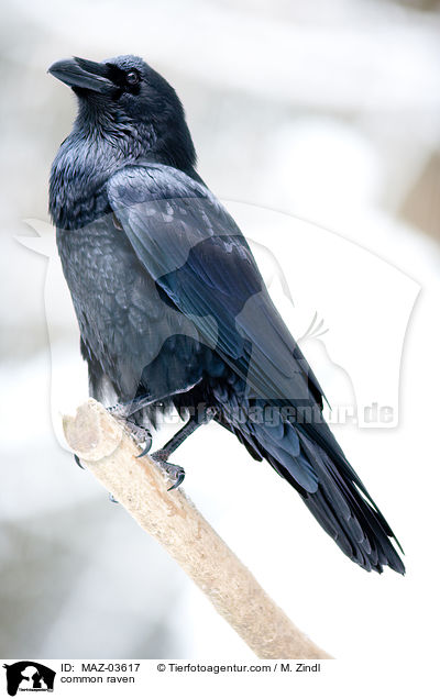 common raven / MAZ-03617