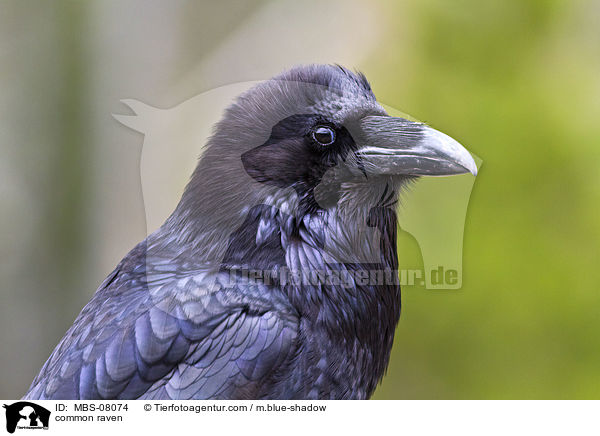 Kolkrabe / common raven / MBS-08074