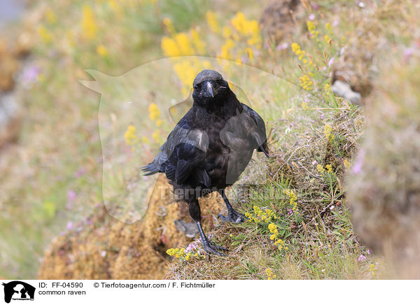 common raven / FF-04590