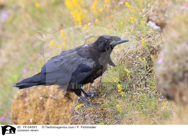 common raven / FF-04591