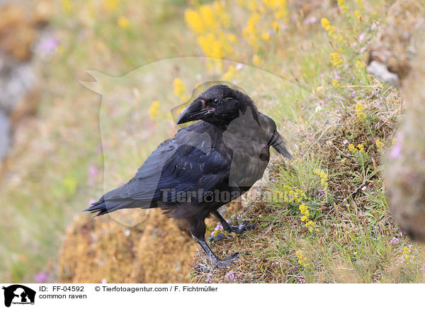 Kolkrabe / common raven / FF-04592