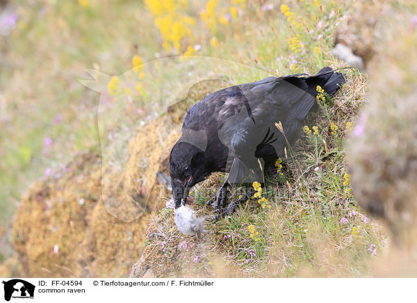 Kolkrabe / common raven / FF-04594