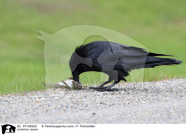 common raven / FF-06920
