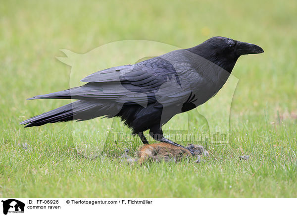 common raven / FF-06926