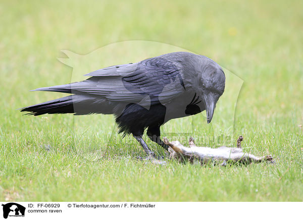 common raven / FF-06929