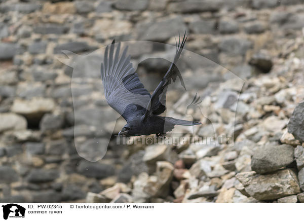 common raven / PW-02345
