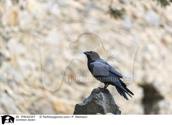 Kolkrabe / common raven / PW-02347