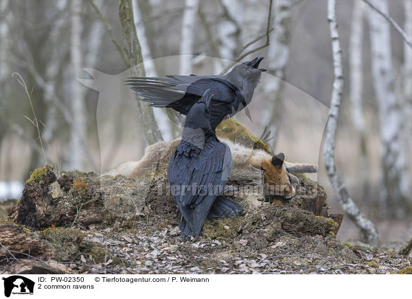 2 common ravens / PW-02350