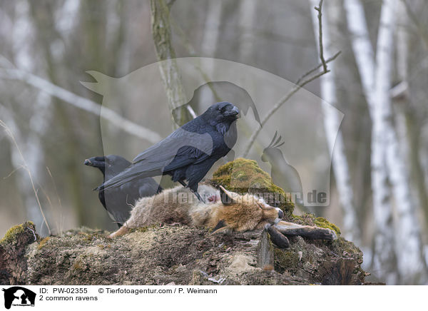 2 common ravens / PW-02355