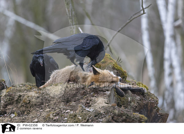 2 common ravens / PW-02356