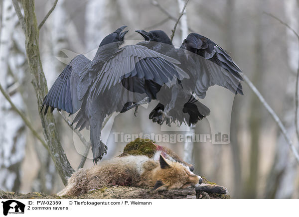 2 common ravens / PW-02359