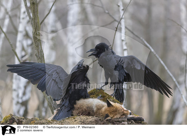 2 common ravens / PW-02360