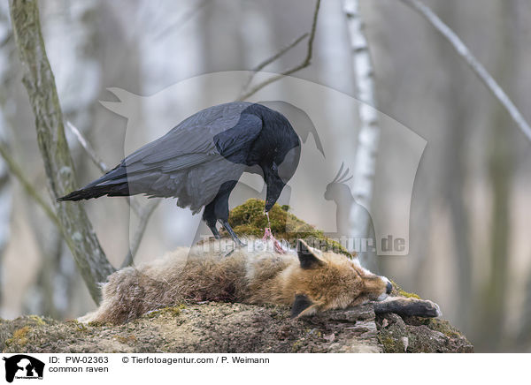 common raven / PW-02363
