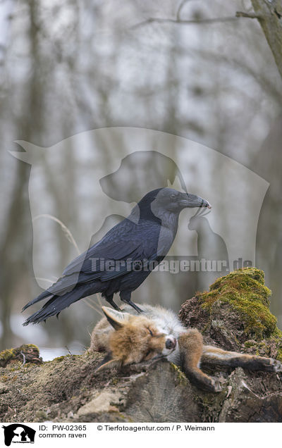 common raven / PW-02365