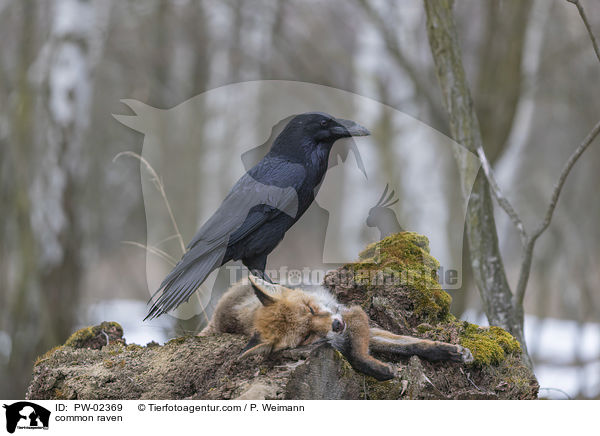 common raven / PW-02369
