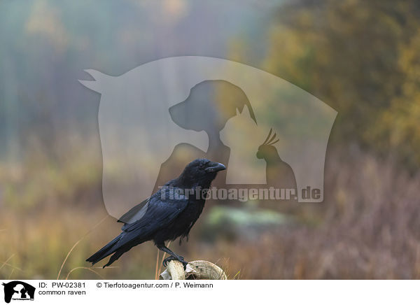 common raven / PW-02381
