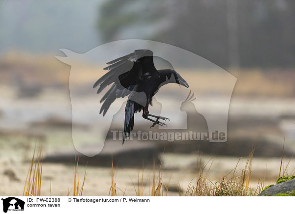 Kolkrabe / common raven / PW-02388