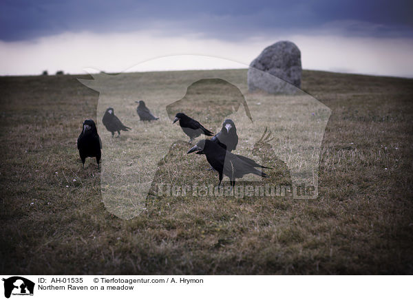 Kolkraben auf einer Wiese / Northern Raven on a meadow / AH-01535