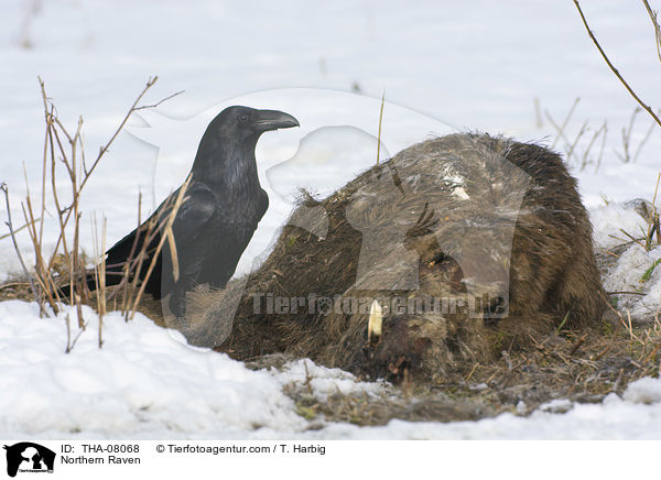 Kolkrabe / Northern Raven / THA-08068