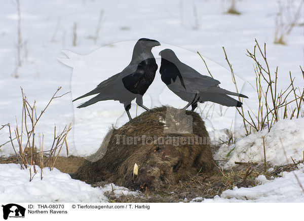 Kolkraben / Northern Ravens / THA-08070