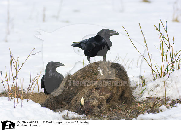 Kolkraben / Northern Ravens / THA-08071