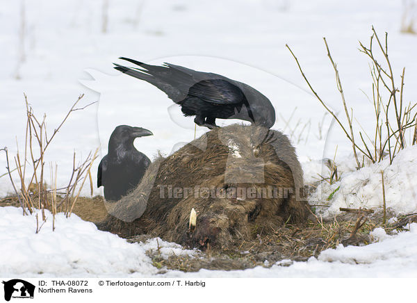 Kolkraben / Northern Ravens / THA-08072