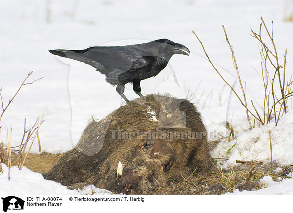 Kolkrabe / Northern Raven / THA-08074