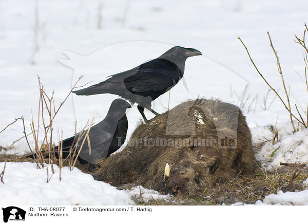 Kolkraben / Northern Ravens / THA-08077