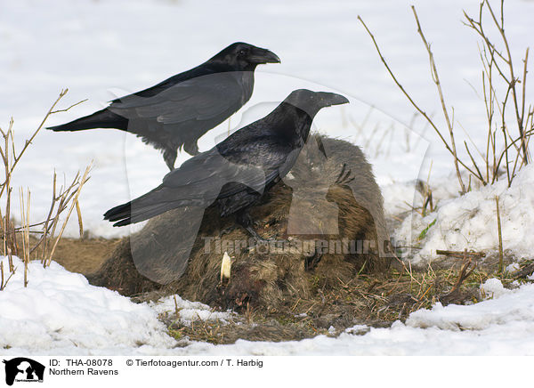 Northern Ravens / THA-08078