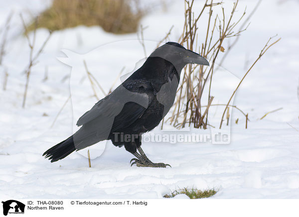 Kolkrabe / Northern Raven / THA-08080
