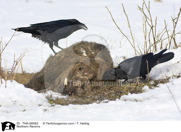 Kolkraben / Northern Ravens / THA-08082