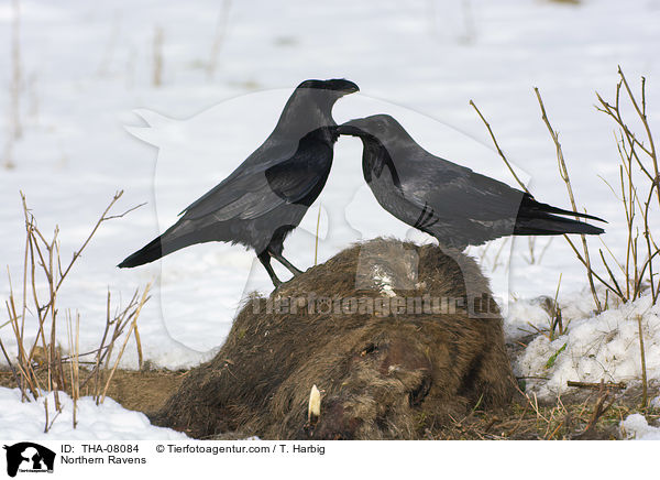 Kolkraben / Northern Ravens / THA-08084