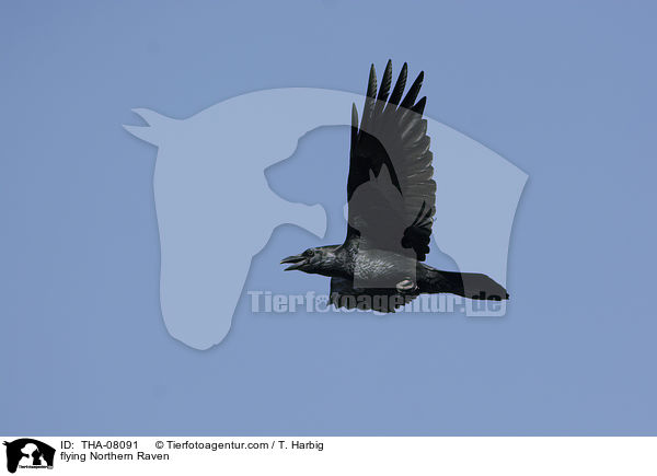 flying Northern Raven / THA-08091