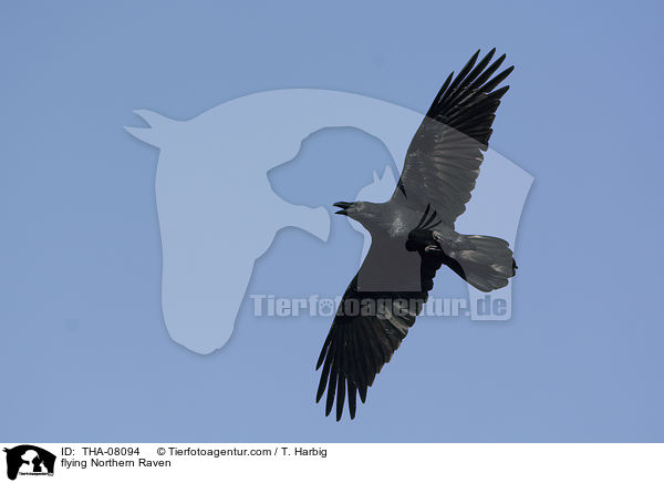flying Northern Raven / THA-08094