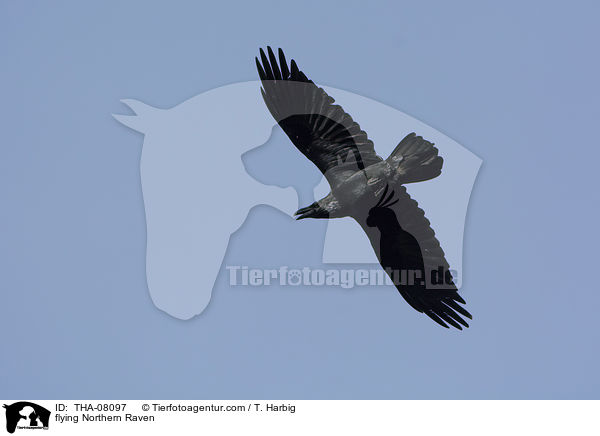 flying Northern Raven / THA-08097