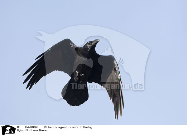flying Northern Raven / THA-08098