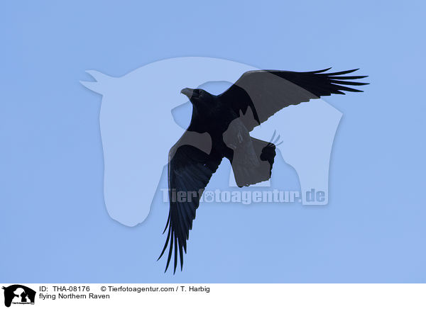 flying Northern Raven / THA-08176