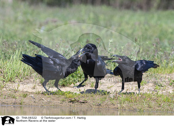 Northern Ravens at the water / THA-08322