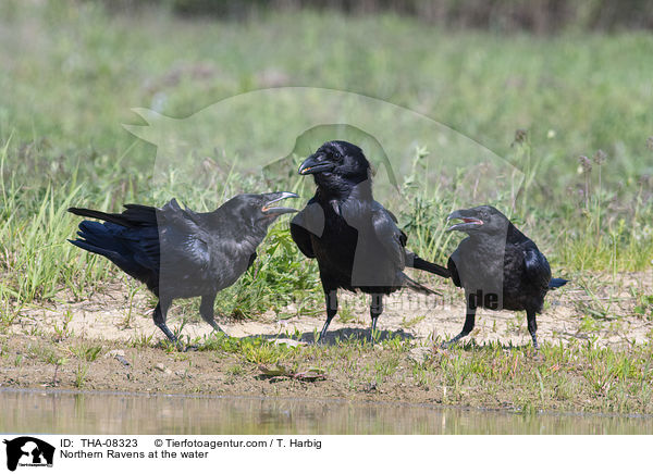 Northern Ravens at the water / THA-08323