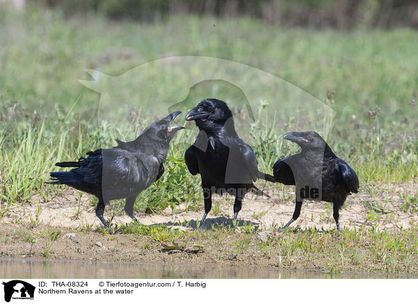 Kolkraben am Wasser / Northern Ravens at the water / THA-08324