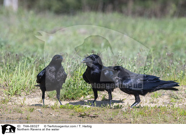 Northern Ravens at the water / THA-08327