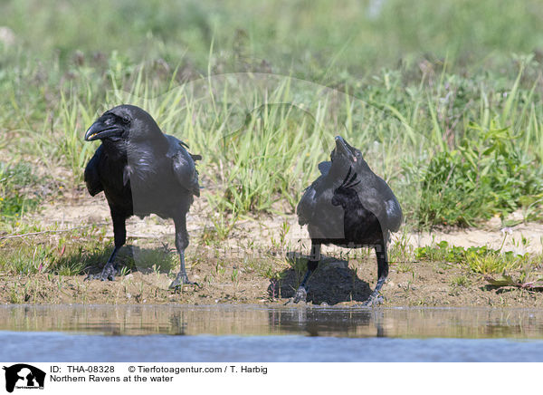 Northern Ravens at the water / THA-08328