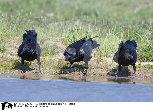 Northern Ravens at the water / THA-08330