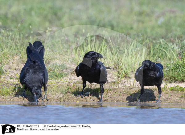Kolkraben am Wasser / Northern Ravens at the water / THA-08331