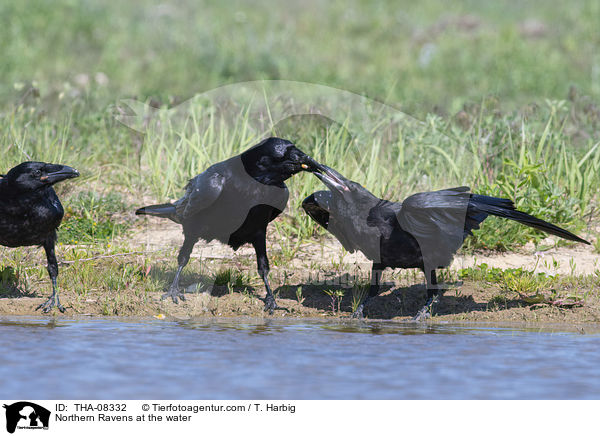 Northern Ravens at the water / THA-08332