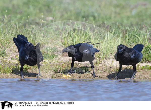 Northern Ravens at the water / THA-08333