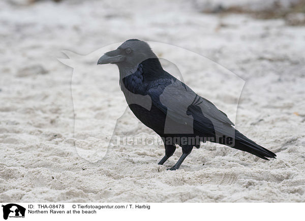 Northern Raven at the beach / THA-08478