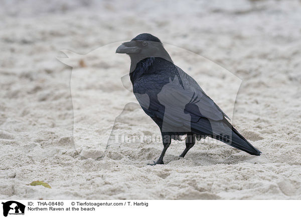 Kolkrabe am Strand / Northern Raven at the beach / THA-08480