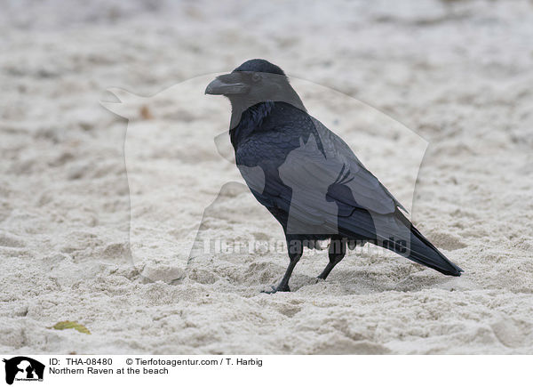 Kolkrabe am Strand / Northern Raven at the beach / THA-08480